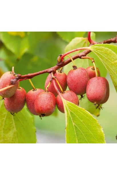 Ціна Актинідії Кенс Ред